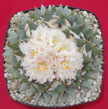 ariocarpus scapharostroides02