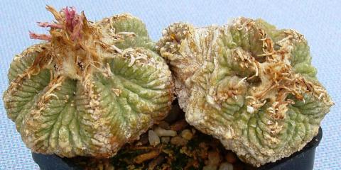 aztekium ritterii03