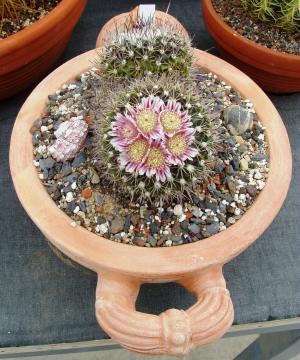 echinofossulocactus multicostatum01