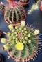 ferocactus townsendianus03